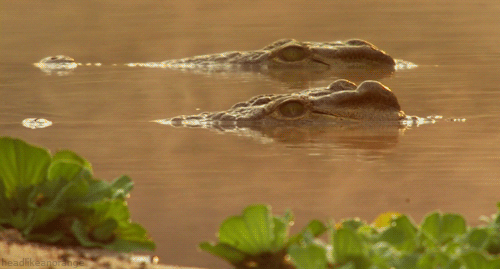 crocodile_nose.gif