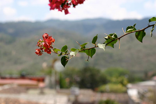 red flowers - Copan, Honduras
